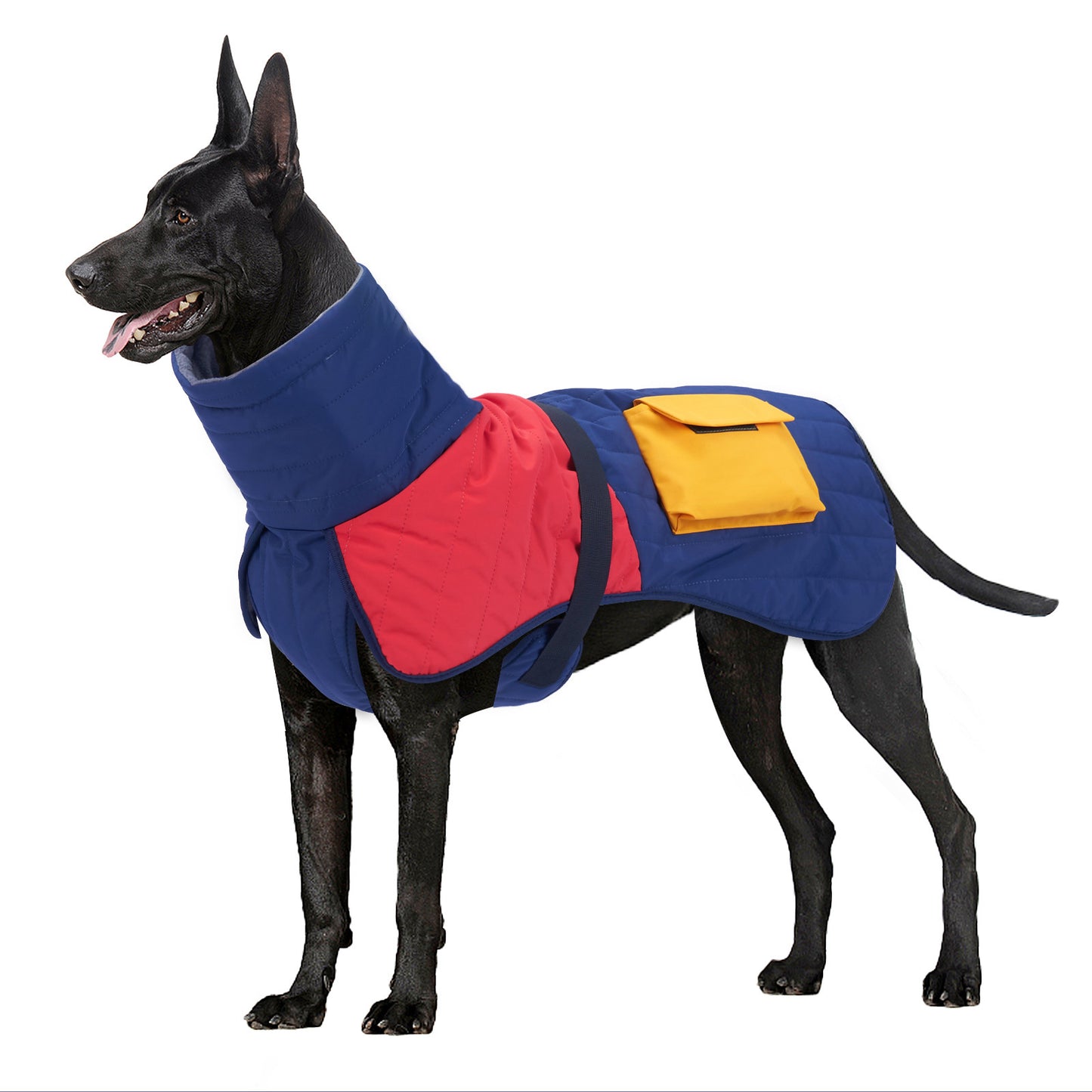 hund bär Färgglad vinterjacka i blå, röd och gul