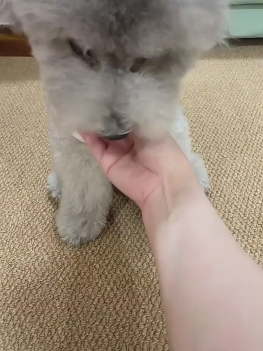 Självlekande boll för hund